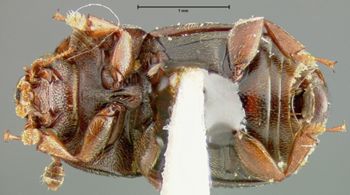 Media type: image;   Entomology 24485 Aspect: habitus ventral view
